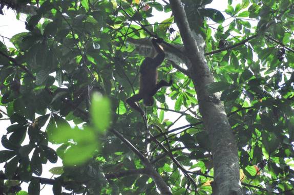 Macaco se pendura de ponta-cabeça em árvore do Parque Nacional Corcovado, na Península de Osa, no sul da Costa Rica